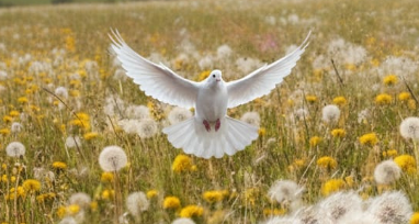 Vieni spirito Santo